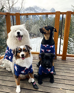 Ropa de perro encantadora y fresca, Raza de perro: Raza canina,  ariel invierno,  Modelos calientes de Instagram  
