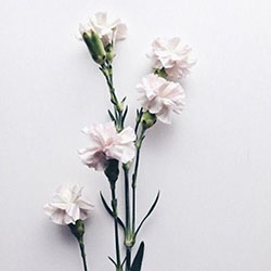 Ju Santos Instagram, flores artificiales, arreglos florales, plantas con flores: Flor artificial,  Insta Belleza  