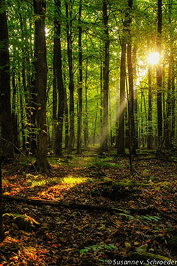 Haz de luz solar bosque de frondosas del norte, bosque antiguo, gente en la naturaleza: 