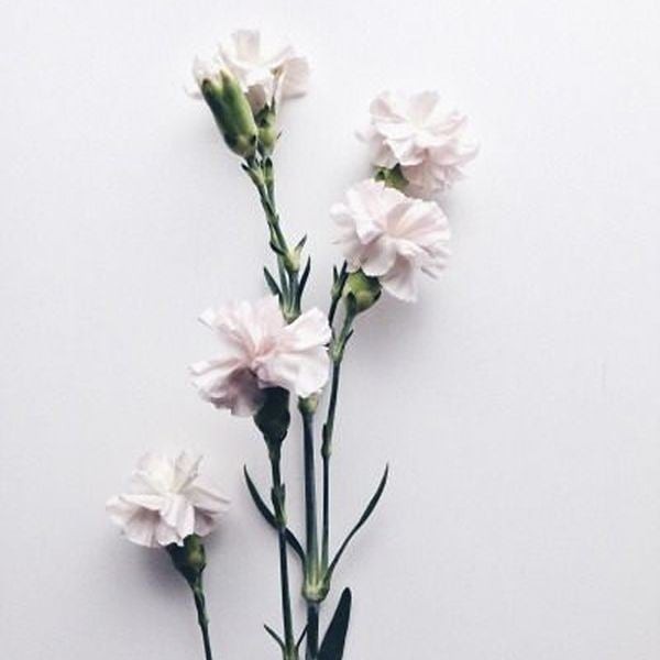 Ju Santos Instagram, flores artificiales, arreglos florales, plantas con flores: Flor artificial,  Planta floreciendo,  Insta Belleza,  Zoo Santosh Instagram Instagram  
