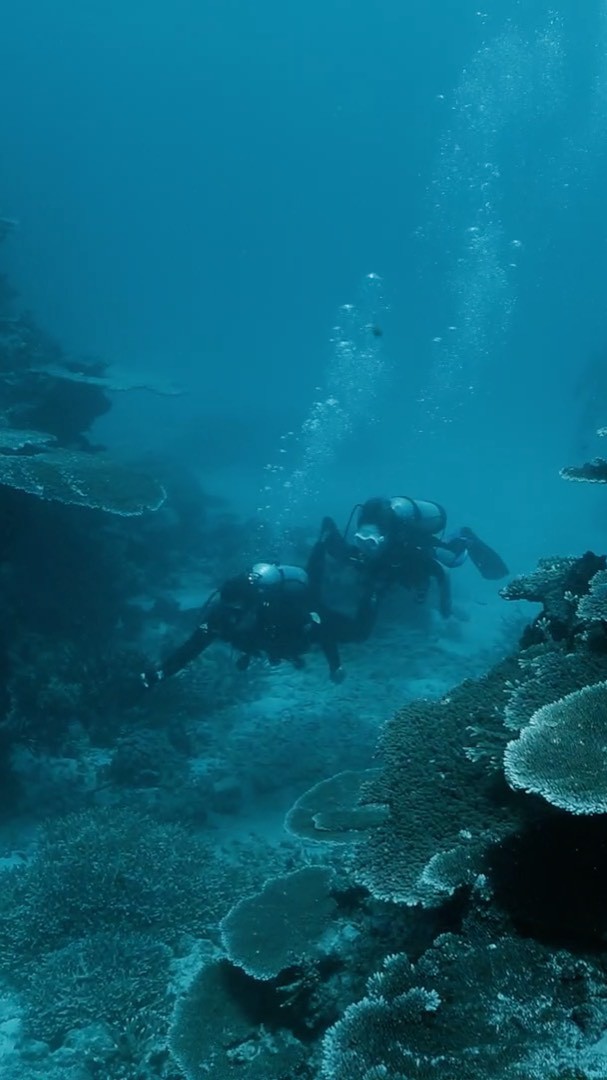 Eva Gutowski, biología marina, bajo el agua, turquesa: Eva Gutowski Instagram,  La caliente Eva Gutowski  