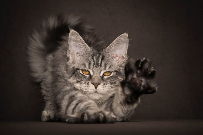 gatitos maine coon